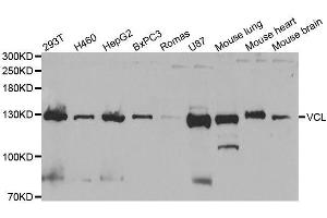 Western blot analysis of extracts of various cell lines, using VCL antibody. (Vinculin 抗体  (AA 767-1066))