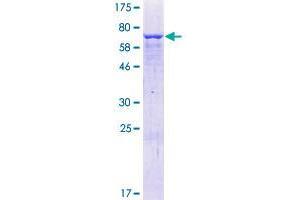ZNF773 Protein (AA 1-442) (GST tag)