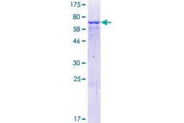 ZNF773 Protein (AA 1-442) (GST tag)