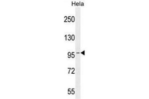 COG3 Antibody (C-term) western blot analysis in Hela cell line lysates (35µg/lane).