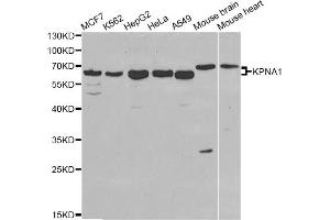 Western blot analysis of extracts of various cell lines, using KPNA1 antibody (ABIN5970872) at 1/1000 dilution. (KPNA1 抗体)