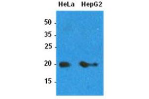 Western Blotting (WB) image for anti-ADP-Ribosylation Factor 1 (ARF1) antibody (ABIN781542) (ARF1 抗体)