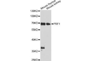 Western blot analysis of extracts of various cell lines, using PRF1 antibody (ABIN5970001) at 1/1000 dilution. (Perforin 1 抗体)