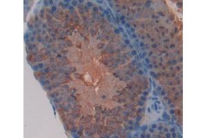 Used in DAB staining on fromalin fixed paraffin- embedded testis tissue (FVT1 抗体  (AA 64-271))