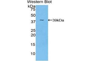 Western Blotting (WB) image for anti-Fibrinogen-Like 1 (FGL1) (AA 23-312) antibody (ABIN1175910)