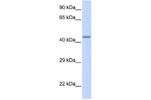 ZNF589 antibody used at 0. (ZNF589 抗体  (Middle Region))