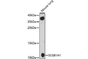 Western blot analysis of extracts of mouse lung, using SCGB1 antibody (6997) at 1:1000 dilution. (SCGB1A1 抗体  (AA 22-91))