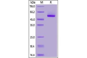 SDS-PAGE (SDS) image for Complement Factor P (CFP) (AA 28-469) protein (His tag) (ABIN7013405)