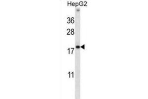 Western Blotting (WB) image for anti-High Mobility Group Nucleosome Binding Domain 1 (HMGN1) antibody (ABIN2997819) (HMGN1 抗体)