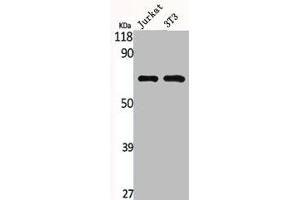 Western Blot analysis of Jurkat NIH-3T3 cells using MMP-2 Polyclonal Antibody (MMP2 抗体  (C-Term))