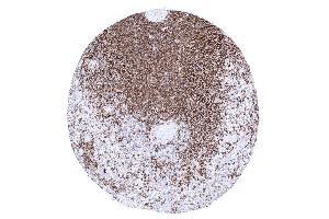 The vast majority of splenic lymphocytes of the white pulp of the spleen are CD45RA positive (CD45RA 抗体)