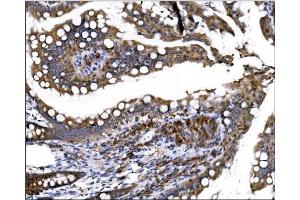 IHC analysis of Prolyl Endopeptidase/PREP using anti-Prolyl Endopeptidase/PREP antibody (ABIN7599118). (PREP 抗体  (AA 1-227))