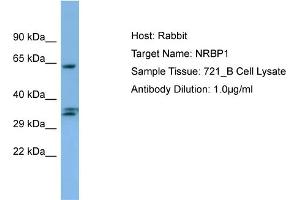Host: Rabbit Target Name: NRBP1 Sample Type: 721_B Whole Cell lysates Antibody Dilution: 1. (NRBP1 抗体  (C-Term))