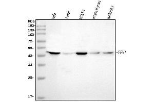 Western blot analysis of FEN1 using anti-FEN1 antibody (ABIN7601619).