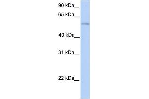 WB Suggested Anti-PLD3 Antibody Titration:  0. (PLD3 抗体  (N-Term))