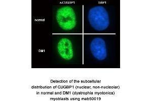 Image no. 1 for anti-CUGBP, Elav-Like Family Member 1 (CELF1) antibody (ABIN1721765) (CELF1 抗体)