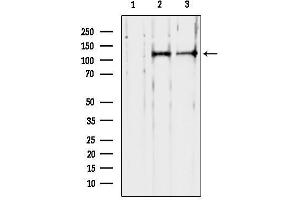 anti-Period Homolog 1 (Drosophila) (PER1) (N-Term) antibody