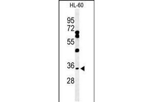 Western blot analysis of BHLHB5 Antibody in HL-60 cell line lysates (35ug/lane) (BHLHE22 抗体  (AA 236-264))