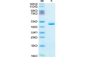 CD5L Protein (AA 20-347) (His tag)