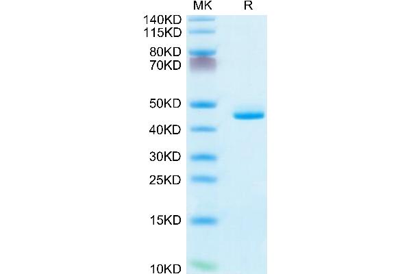 CD5L Protein (AA 20-347) (His tag)