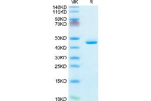 Human CD5L on Tris-Bis PAGE under reduced condition. (CD5L Protein (AA 20-347) (His tag))