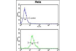 Flow cytometry analysis of Hela cells (bottom histogram) compared to a negative control cell (top histogram). (Dolichol Kinase 抗体  (AA 312-339))