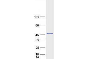 Western Blotting (WB) image for WW Domain Containing Oxidoreductase (WWOX) (Transcript Variant 1) protein (Myc-DYKDDDDK Tag) (ABIN2735647)