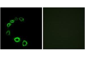 Immunofluorescence analysis of HeLa cells, using GPR175 Antibody. (GPR175 抗体  (AA 271-320))