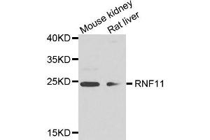 Western blot analysis of extract of mouse kidney and rat liver cells, using RNF11 antibody. (RNF11 抗体)