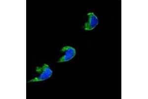 Confocal immunofluorescent analysis of CYP1A2 antibody with 293 cells followed by Alexa Fluor 488-conjugated goat anti-rabbit lgG (green). (CYP1A2 抗体  (AA 255-282))