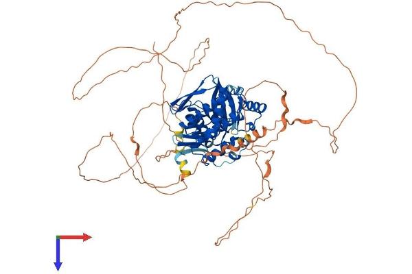 GSG2 Protein (AA 1-754) (His tag)