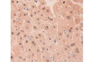 Used in DAB staining on fromalin fixed paraffin- embedded Kidney tissue (RNASE11 抗体  (AA 18-199))