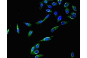 Immunofluorescent analysis of Hela cells using ABIN7148838 at dilution of 1:100 and Alexa Fluor 488-congugated AffiniPure Goat Anti-Rabbit IgG(H+L) (Cyclin C 抗体  (AA 240-283))