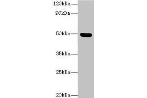 Western blot All lanes: C5orf22 antibody at 8 μg/mL + Mouse brain tissue Secondary Goat polyclonal to rabbit IgG at 1/10000 dilution Predicted band size: 50, 21, 19 kDa Observed band size: 50 kDa (C5ORF22 抗体  (AA 101-420))