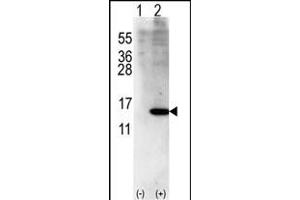 Western blot analysis of ISG15(arrow) using rabbit polyclonal ISG15 Antibody (Center R87) (ABIN387985 and ABIN2844986). (ISG15 抗体  (AA 72-99))