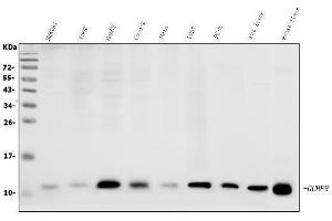 Western blot analysis of GCHFR using anti-GCHFR antibody (ABIN7600511).