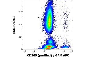 Flow cytometry surface staining pattern of human peripheral whole blood stained using anti-human CD268 (11C1) purified antibody (concentration in sample 0,6 μg/mL, GAM APC). (TNFRSF13C 抗体)