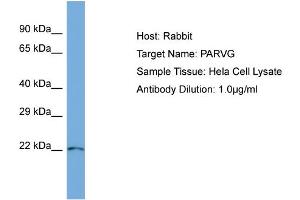 Host: Rabbit Target Name: PARVG Sample Type: Hela Whole Cell lysates Antibody Dilution: 1. (PARVG 抗体  (N-Term))