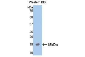 Detection of Recombinant MPO, Human using Monoclonal Antibody to Myeloperoxidase (MPO) (Myeloperoxidase 抗体  (AA 165-278))