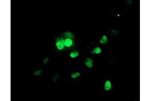Anti-UBE2E3 mouse monoclonal antibody (ABIN2455772) immunofluorescent staining of COS7 cells transiently transfected by pCMV6-ENTRY UBE2E3 (RC210328). (UBE2E3 抗体)