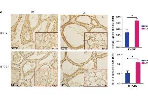Expression of IFNGRs in cow mammary glands. (RTN4RL2 抗体  (AA 241-337))