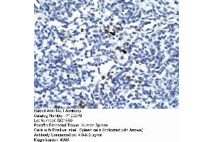 Human Spleen (TAL1 抗体  (Middle Region))