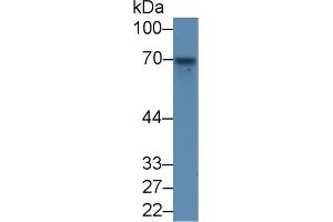 Western Blot; Sample: Mouse Stomach lysate; Primary Ab: 2µg/ml Rabbit Anti-Mouse SCEL Antibody Second Ab: 0. (SCEL 抗体  (AA 410-652))
