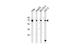 All lanes : Anti-Mouse Dyrk2 Antibody (C-term) at 1:8000 dilution Lane 1: Hela whole cell lysate Lane 2: HepG2 whole cell lysate Lane 3: SK-OV-3 whole cell lysate Lane 4: C2C12 whole cell lysate Lysates/proteins at 20 μg per lane.