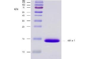 Recombinant allergen rAlt a 1 purity verification.