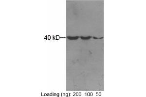 Loading: Purified maltose binding proteinPrimary antibody: 1 µg/mL Mouse Anti-MBP-tag Monoclonal Antibody (ABIN398421) Secondary antibody: Goat Anti-Mouse IgG (H&L) [HRP] Polyclonal Antibody (ABIN398387, 1: 3,000) The signal was developed by ECL. (MBP Tag 抗体)