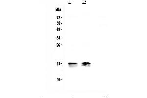 Western Blotting (WB) image for anti-Cytochrome C Oxidase Subunit IV Isoform 1 (COX4I1) (AA 59-169) antibody (ABIN5692827)