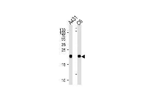 NRAS Antibody (N-term) (ABIN1882272 and ABIN2838450) western blot analysis in A431 and rat C6 cell line lysates (35 μg/lane). (GTPase NRas 抗体  (N-Term))