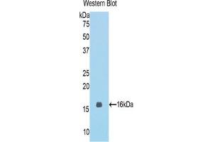 Western blot analysis of the recombinant protein. (MGEA5 抗体  (AA 679-808))