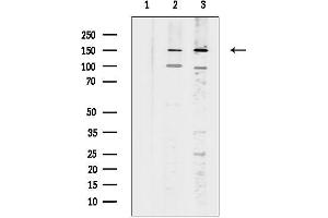 Western blot analysis of lysates from various samples, using PALLD Antibody.